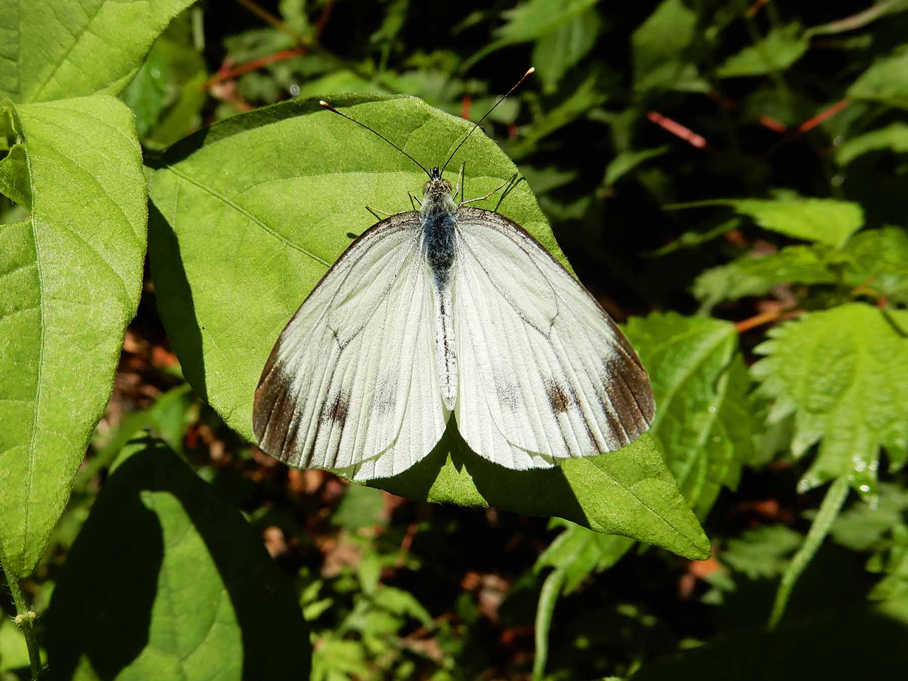 スジグロシロチョウ 板橋で見られる蝶