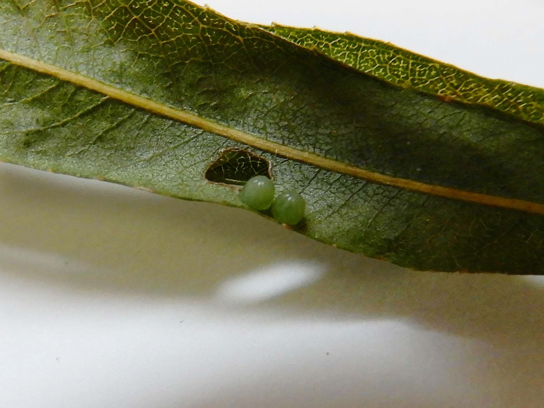 コムラサキ 板橋で見られる蝶