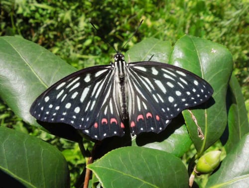 11月 | フォトページカテゴリー | 板橋で見られる蝶
