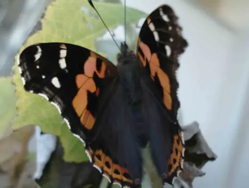 タテハチョウ科 フォトページカテゴリー 板橋で見られる蝶