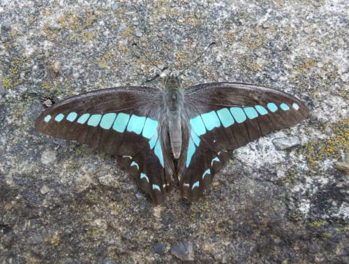 板橋で見られる蝶 | デジタル観察図鑑