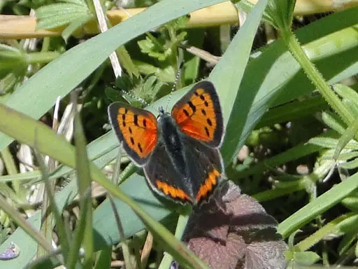 ベニシジミ | 板橋で見られる蝶