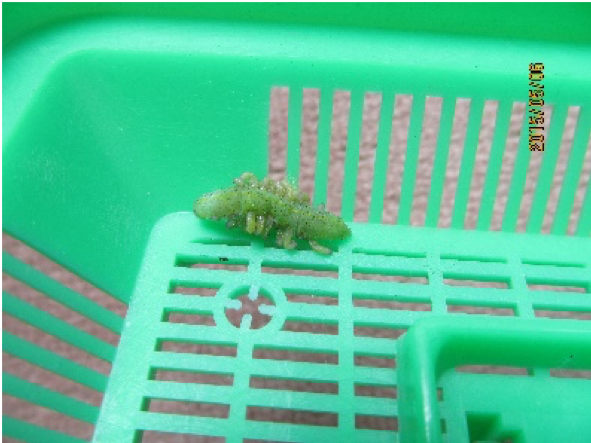 飼育の仕方 板橋で見られる蝶