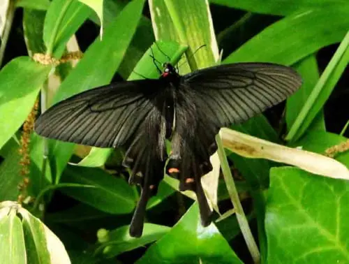 5月 | フォトページカテゴリー | 板橋で見られる蝶