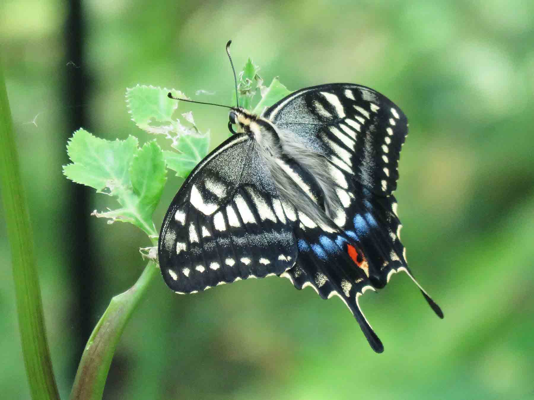 キアゲハ | 板橋で見られる蝶