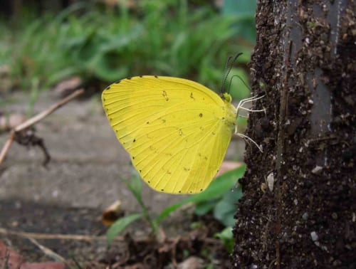 シロチョウ科 | フォトページカテゴリー | 板橋で見られる蝶
