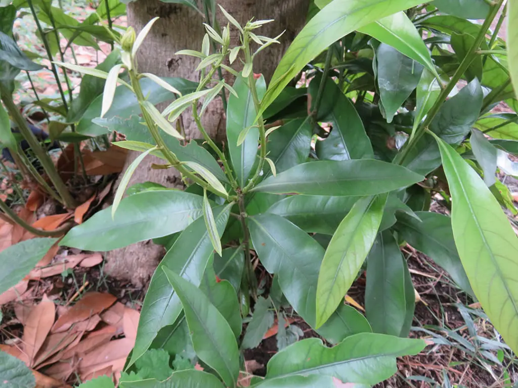 食草食樹 板橋で見られる蝶 食草食樹 板橋で見られる蝶