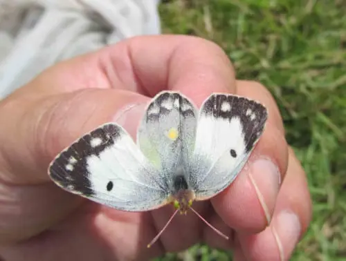 紋白蝶 紋白蝶」帯留 | 騎西屋 -彫金工房-