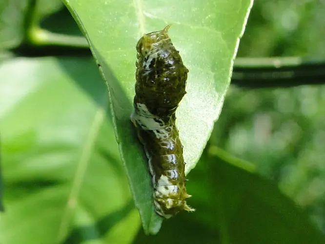 ナガサキアゲハ | 板橋で見られる蝶