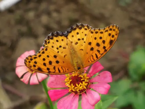 橙色系 | フォトページカテゴリー | 板橋で見られる蝶