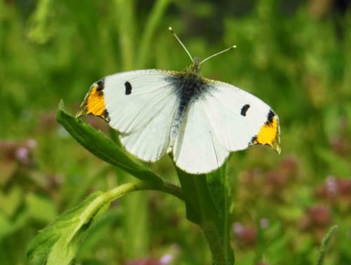 シロチョウ科 | フォトページカテゴリー | 板橋で見られる蝶