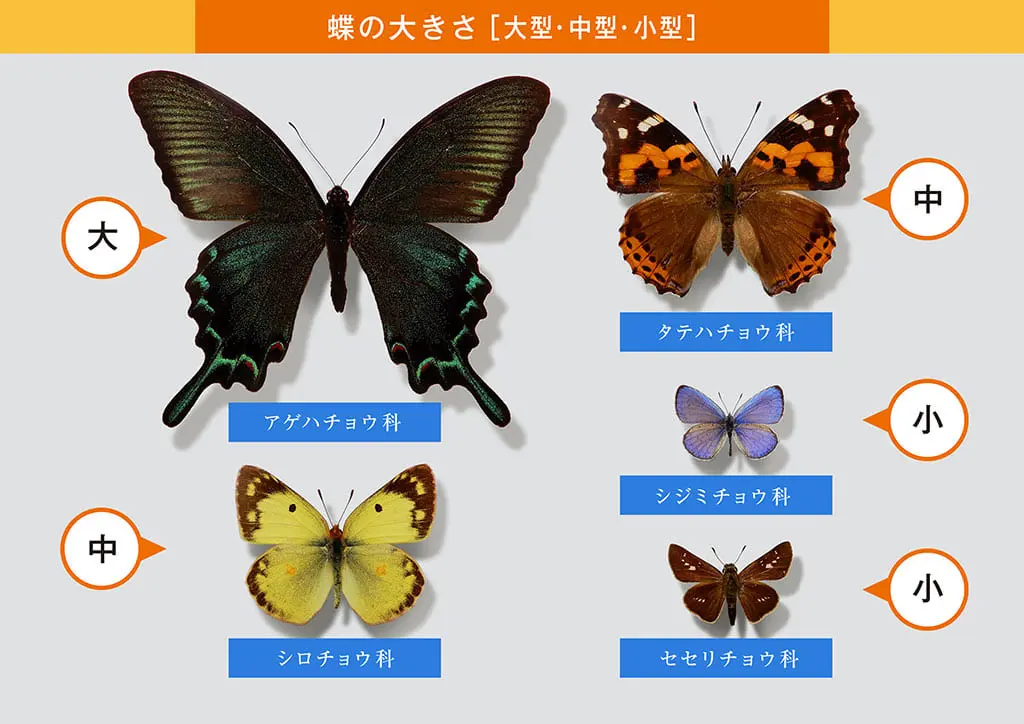 デジタル観察図鑑の見方 | 板橋で見られる蝶