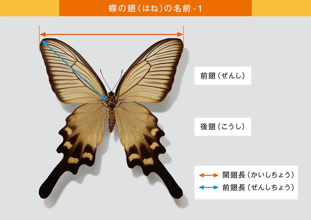 デジタル観察図鑑の見方 板橋で見られる蝶