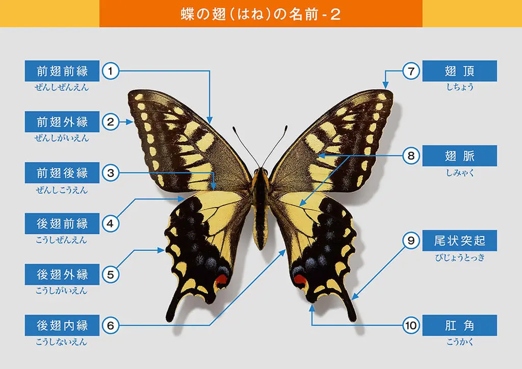デジタル観察図鑑の見方 板橋で見られる蝶