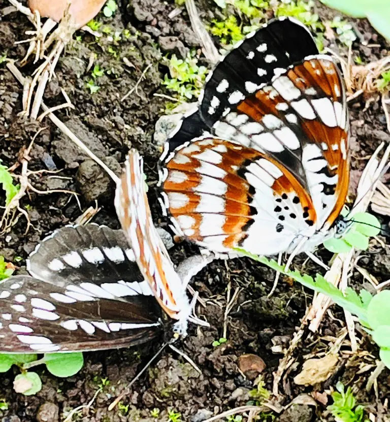 ホシミスジ | 板橋で見られる蝶