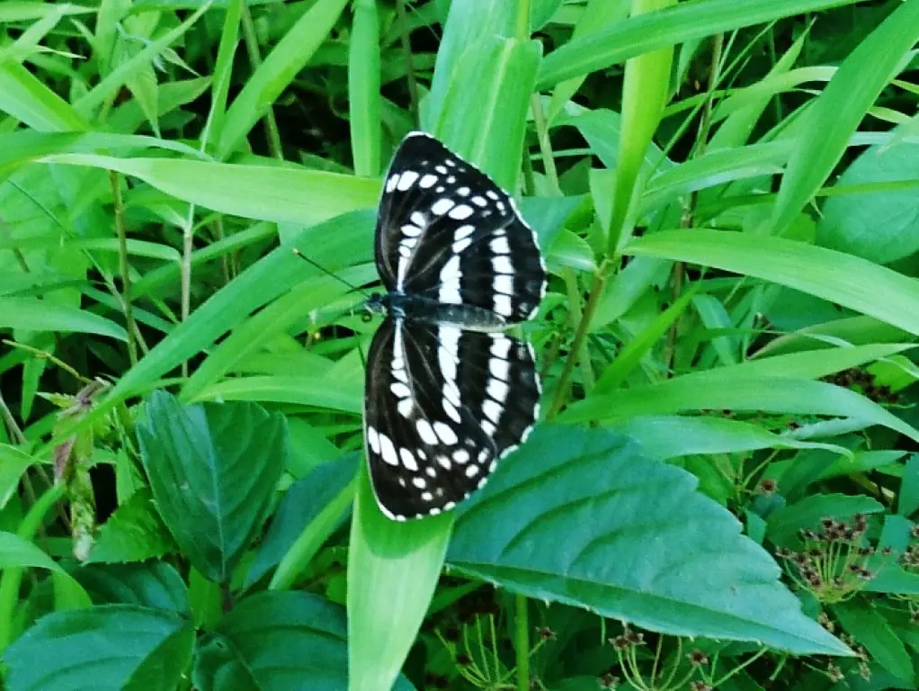 ホシミスジ | 板橋で見られる蝶